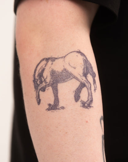 Bashful Horse