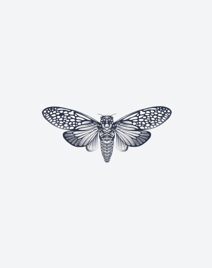 Cicada's Song
