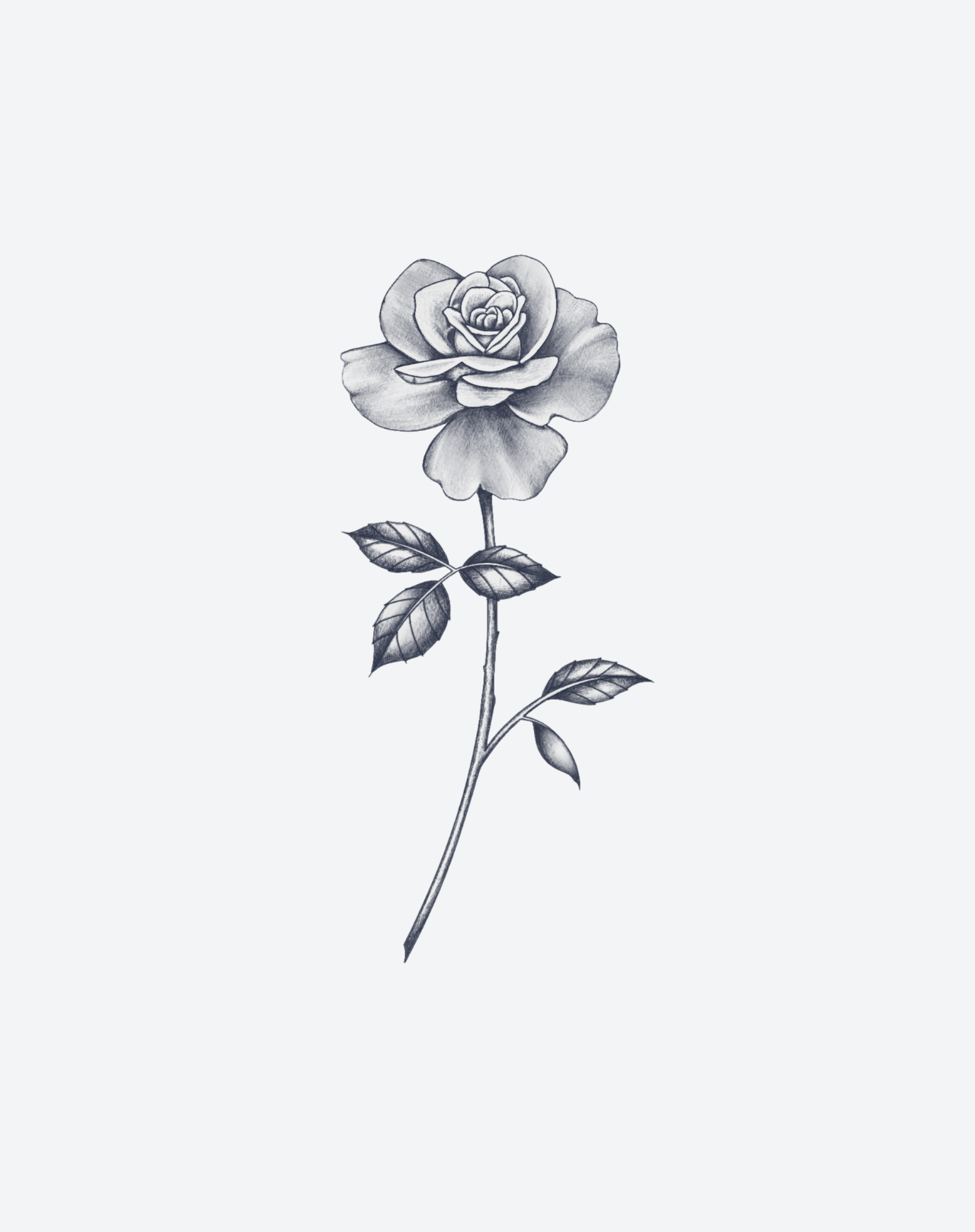 Perfect Rose